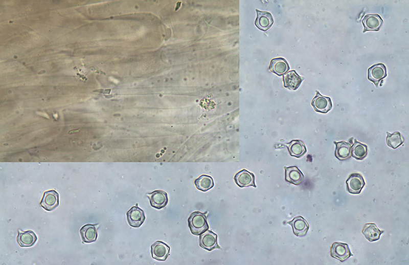 Entoloma quercetorum  spory